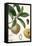 Turpin Tropical Fruit I-Turpin-Framed Stretched Canvas