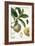 Turpin Tropical Fruit I-Turpin-Framed Art Print