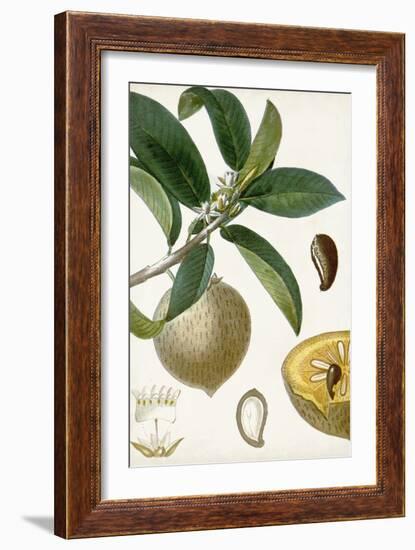 Turpin Tropical Fruit I-Turpin-Framed Art Print