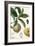 Turpin Tropical Fruit I-Turpin-Framed Art Print