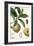 Turpin Tropical Fruit I-Turpin-Framed Art Print