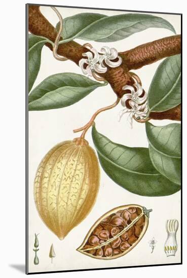 Turpin Tropical Fruit II-Turpin-Mounted Art Print