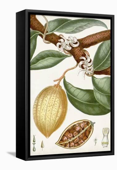 Turpin Tropical Fruit II-Turpin-Framed Stretched Canvas