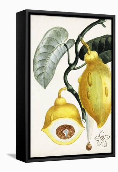 Turpin Tropical Fruit IV-Turpin-Framed Stretched Canvas