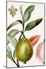 Turpin Tropical Fruit IX-Turpin-Mounted Art Print