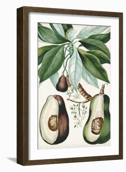 Turpin Tropical Fruit V-Turpin-Framed Art Print