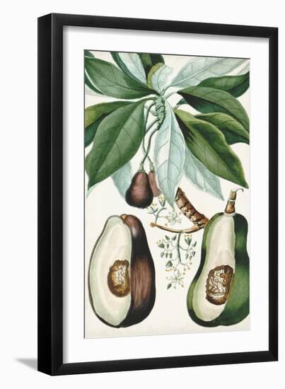 Turpin Tropical Fruit V-Turpin-Framed Art Print