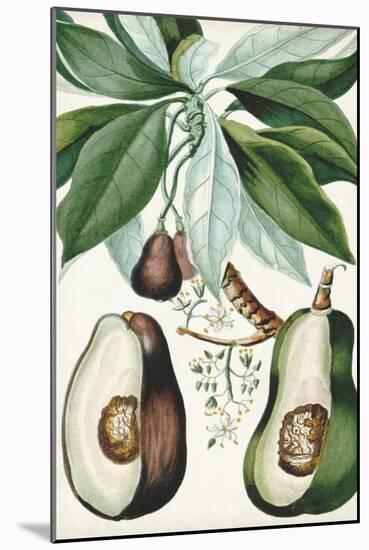 Turpin Tropical Fruit V-Turpin-Mounted Art Print