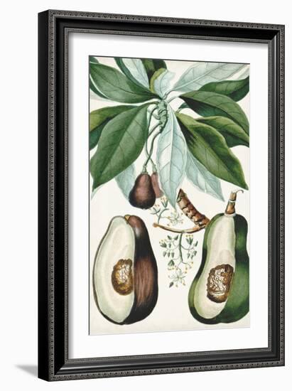 Turpin Tropical Fruit V-Turpin-Framed Art Print