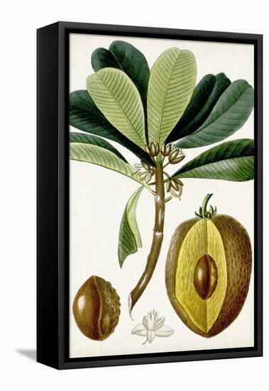 Turpin Tropical Fruit VI-Turpin-Framed Stretched Canvas