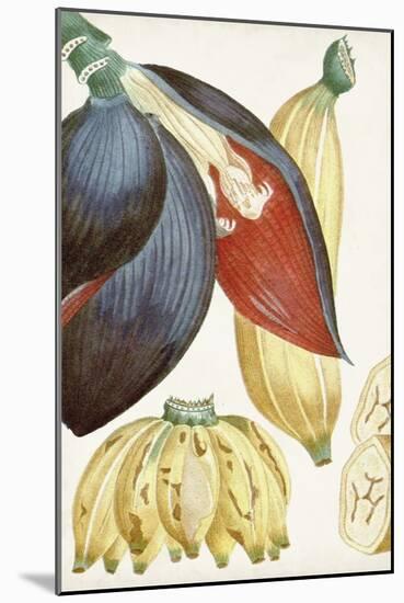 Turpin Tropical Fruit VII-Turpin-Mounted Art Print