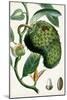 Turpin Tropical Fruit VIII-Turpin-Mounted Art Print