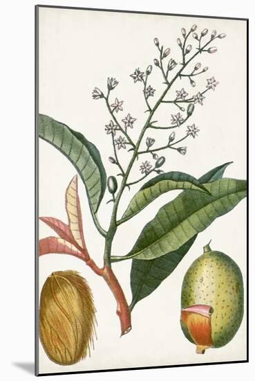 Turpin Tropical Fruit X-Turpin-Mounted Art Print
