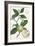 Turpin Tropical Fruit XI-Turpin-Framed Art Print