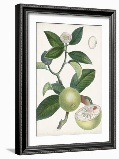 Turpin Tropical Fruit XI-Turpin-Framed Art Print