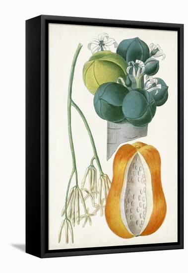 Turpin Tropical Fruit XII-Turpin-Framed Stretched Canvas