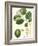 Turpin Tropicals III-Turpin-Framed Art Print