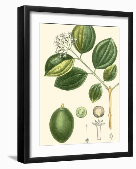 Turpin Tropicals III-Turpin-Framed Art Print