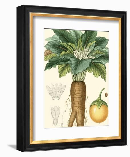 Turpin Tropicals VII-Turpin-Framed Art Print