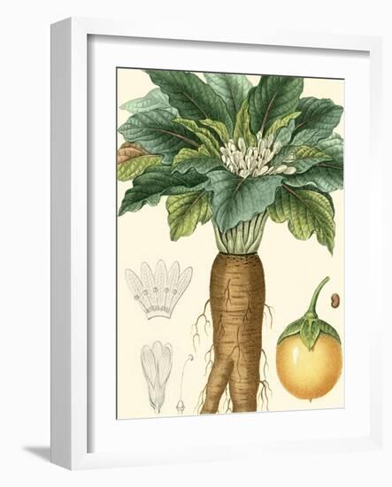 Turpin Tropicals VII-Turpin-Framed Art Print