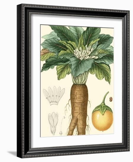 Turpin Tropicals VII-Turpin-Framed Art Print