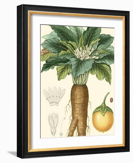 Turpin Tropicals VII-Turpin-Framed Art Print