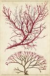 Vintage Turpin Botanical I-Turpin-Art Print