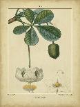 Vintage Turpin Botanical I-Turpin-Art Print