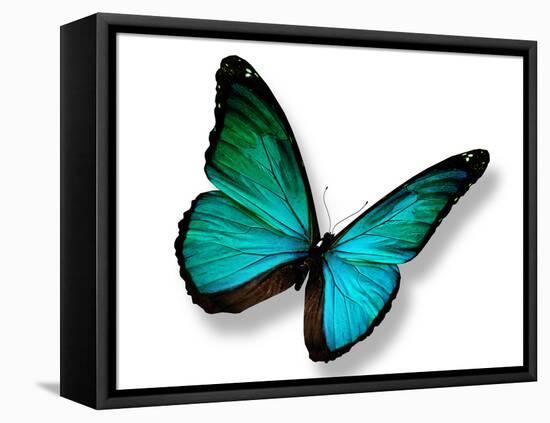 Turquoise Butterfly-suns_luck-Framed Premier Image Canvas