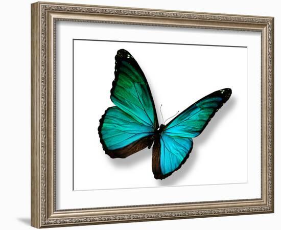 Turquoise Butterfly-suns_luck-Framed Photographic Print