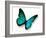 Turquoise Butterfly-suns_luck-Framed Photographic Print