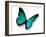 Turquoise Butterfly-suns_luck-Framed Photographic Print