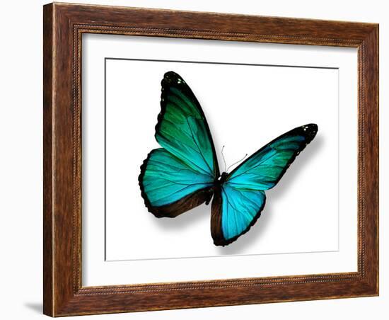 Turquoise Butterfly-suns_luck-Framed Photographic Print