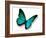 Turquoise Butterfly-suns_luck-Framed Photographic Print