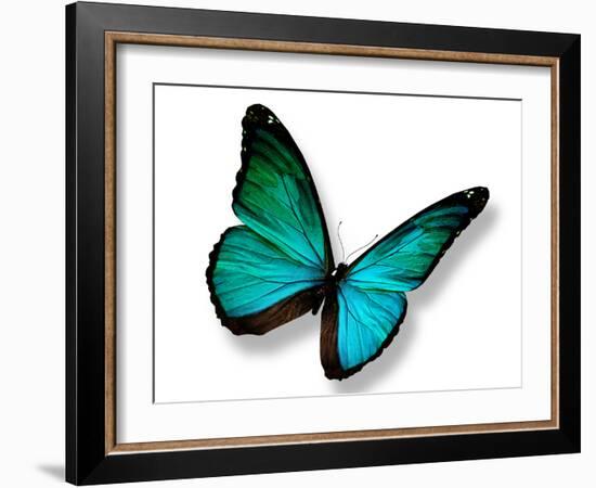 Turquoise Butterfly-suns_luck-Framed Photographic Print