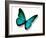 Turquoise Butterfly-suns_luck-Framed Photographic Print