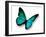 Turquoise Butterfly-suns_luck-Framed Photographic Print