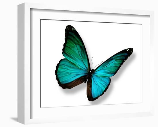 Turquoise Butterfly-suns_luck-Framed Photographic Print