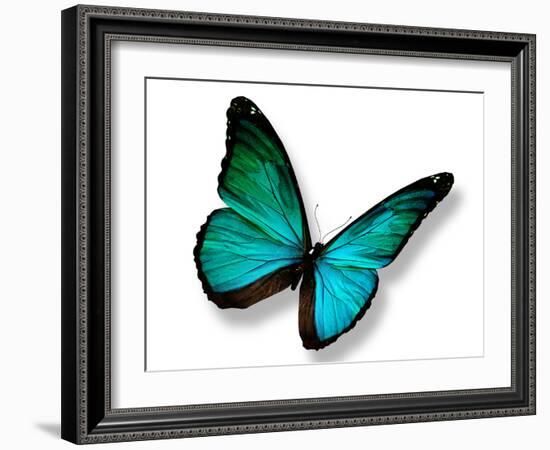 Turquoise Butterfly-suns_luck-Framed Photographic Print