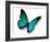 Turquoise Butterfly-suns_luck-Framed Photographic Print