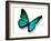 Turquoise Butterfly-suns_luck-Framed Photographic Print