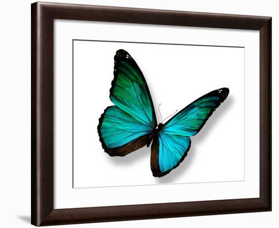 Turquoise Butterfly-suns_luck-Framed Photographic Print