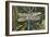 Turquoise Dragonfly-Kirstie Adamson-Framed Giclee Print