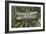 Turquoise Dragonfly-Kirstie Adamson-Framed Giclee Print