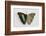 Turquoise Emperor Butterfly, Comparing the Top Wing and Bottom Wing-Darrell Gulin-Framed Photographic Print