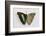 Turquoise Emperor Butterfly, Comparing the Top Wing and Bottom Wing-Darrell Gulin-Framed Photographic Print