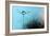 Turquoise Evening-Heidi Westum-Framed Photographic Print