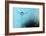 Turquoise Evening-Heidi Westum-Framed Photographic Print