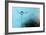 Turquoise Evening-Heidi Westum-Framed Photographic Print