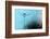 Turquoise Evening-Heidi Westum-Framed Photographic Print